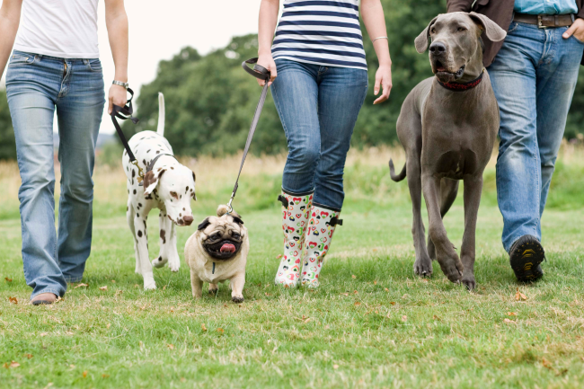 socialwalks