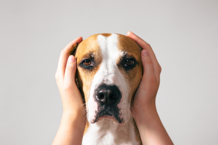 Hibbelhunde