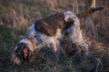 Tee-Suche – Nasenarbeit für Kopf, Ruhe & Teamgefühl